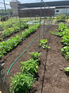 Soaker Hose Irrigation System for Garden Rows