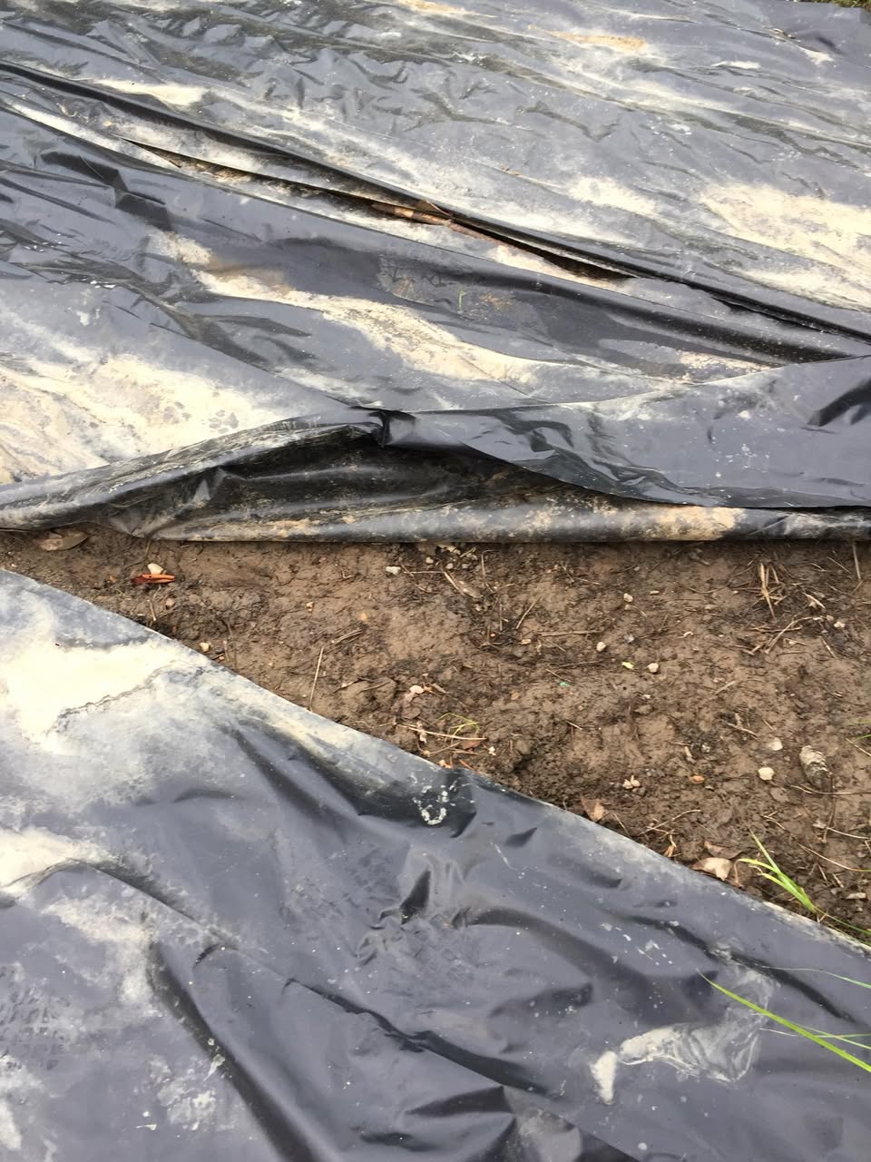 Early August 2018, the area covered by black plastic was muddy but plant-free