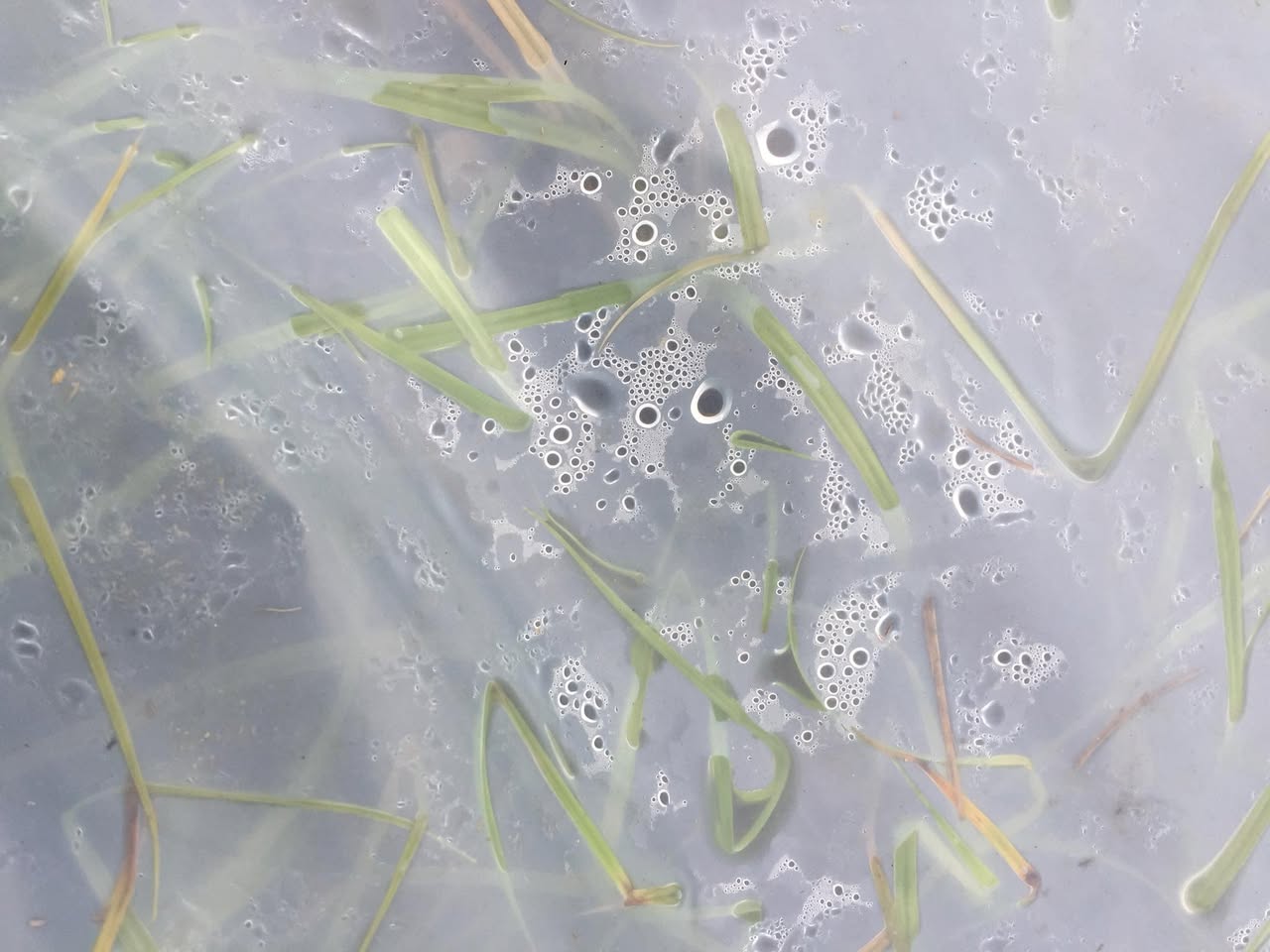 Early August 2018, the clear plastic was bursting at the seams with grass. Apparently, we created the perfect grass greenhouse with our clear plastic!