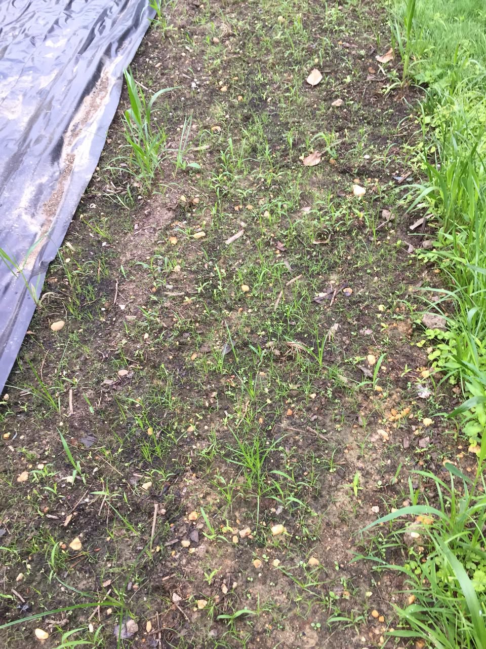 Early August 2018, the control area, which had been manually dug out but left uncovered. 