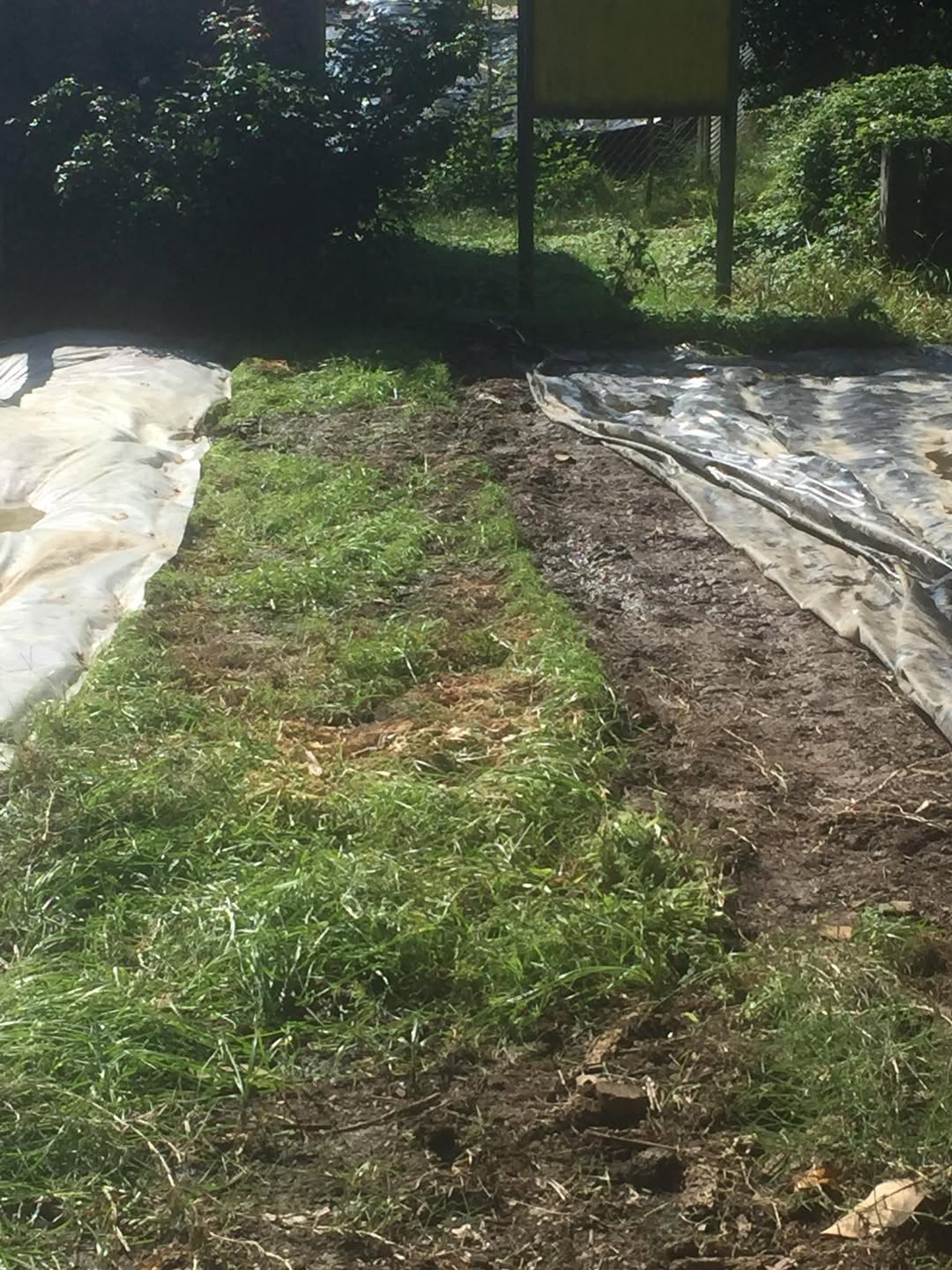 Photo showing what was growing under our clear and black plastic